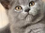 Mia - British Shorthair Kitten For Sale - Brooklyn&comma; NY&comma; US