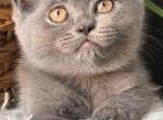 Nala - British Shorthair Kitten For Sale - Brooklyn&comma; NY&comma; US
