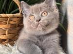 Nala - British Shorthair Kitten For Sale - Brooklyn&comma; NY&comma; US