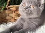 Nala - British Shorthair Kitten For Sale - Brooklyn&comma; NY&comma; US