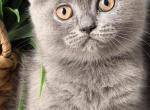 Nala - British Shorthair Kitten For Sale - Brooklyn&comma; NY&comma; US
