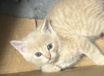 Cream - Scottish Fold Kitten For Sale - Westfield&comma; NY&comma; US