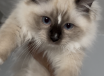 REEF Seal Mitted - Ragdoll Kitten For Sale - Mount Joy&comma; PA&comma; US