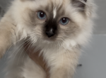 REEF Seal Mitted - Ragdoll Kitten For Sale - 