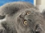 Mimi - British Shorthair Kitten For Sale - Brooklyn&comma; NY&comma; US