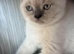 Casper - British Shorthair Kitten For Sale - Brooklyn&comma; NY&comma; US