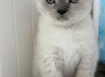 Casper - British Shorthair Kitten For Sale - 