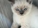 Casper - British Shorthair Kitten For Sale - Brooklyn&comma; NY&comma; US