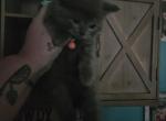 Bam Bam - Himalayan Kitten For Sale - 