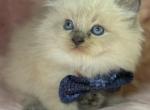 Ragdoll - Ragdoll Kitten For Sale - Barberton&comma; OH&comma; US