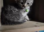 Olive pricedrop - Himalayan Kitten For Sale - 