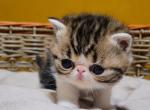 BROWN TABBY AND WHITE EXOTIC SHORTHAIR BOY 2 CFA R - Exotic Kitten For Sale - PA&comma; US