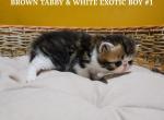 BROWN TABBY AND WHITE EXOTIC SHORT HAIR BOY 1 - Exotic Kitten For Sale - PA&comma; US