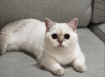 Daisy - British Shorthair Kitten For Sale - 