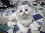 Elias - Ragdoll Kitten For Sale - Tuscaloosa&comma; AL&comma; US