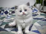Merope - Ragdoll Kitten For Sale - Tuscaloosa&comma; AL&comma; US