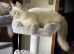 Sky Jewel - Balinese Cat For Sale - Branson&comma; MO&comma; US