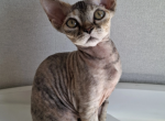 Tortie tabby - Devon Rex Kitten For Sale - Hollywood&comma; FL&comma; US
