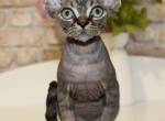 Tabby male Devon Rex - Devon Rex Kitten For Sale - Hollywood&comma; FL&comma; US
