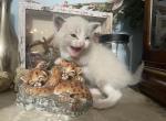 Lady Jane - Siamese Kitten For Sale - 