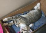 Sis & Bro 11 weeks - Domestic Kitten For Adoption - Fort Myers&comma; FL&comma; US