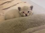 Forest - Siamese Kitten For Sale - White Cloud&comma; MI&comma; US