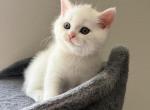 Cute Scottish Straight Male Kitten - Scottish Straight Kitten For Sale - Orlando&comma; FL&comma; US