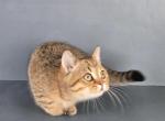 Litter K12 - Munchkin Kitten For Sale - 