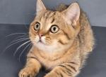Litter K12 - Munchkin Kitten For Sale - 