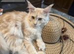 Buckwheat - Maine Coon Kitten For Sale - Jefferson City&comma; MO&comma; US