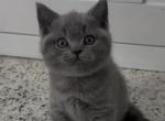 British Shorthair Blue Female - British Shorthair Kitten For Sale - Clearwater&comma; FL&comma; US