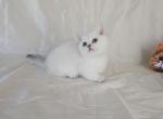 Litter L12 - Munchkin Kitten For Sale - Kelso&comma; WA&comma; US