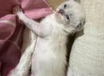 Darbys little girl - Siamese Kitten For Sale - Cushing&comma; TX&comma; US