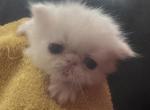 Solid White Special Color - Persian Kitten For Sale - Peoria&comma; AZ&comma; US