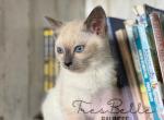 Berry - Siamese Kitten For Sale - CA&comma; US