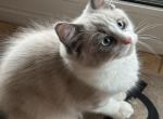 STELLA BLUE - Ragdoll Kitten For Sale - Brookings&comma; OR&comma; US