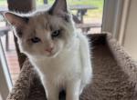 BLUE BROTHER - Ragdoll Kitten For Sale - Brookings&comma; OR&comma; US