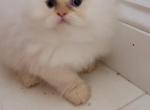 Paul - Himalayan Kitten For Sale - IL&comma; US