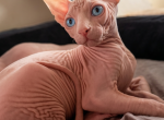 LOVE - Sphynx Kitten For Sale - CA&comma; US
