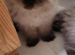 Ringo - Himalayan Kitten For Sale - IL&comma; US