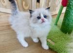 Panda - Ragdoll Kitten For Sale - Monrovia&comma; CA&comma; US