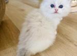 Athena - Ragdoll Kitten For Sale - Monrovia&comma; CA&comma; US