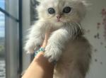Scottish long haired Silver chinchilla - Scottish Straight Kitten For Sale - Hallandale&comma; FL&comma; US