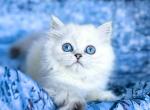 Scottish straight Chinchilla point - Scottish Straight Kitten For Sale - Hallandale&comma; FL&comma; US
