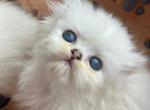 Scottish straight long hair female - Scottish Straight Kitten For Sale - Hallandale&comma; FL&comma; US
