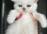 Scottish straight female - Scottish Straight Kitten For Sale - Hallandale&comma; FL&comma; US