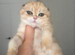 Scottish fold golden chinchilla kitten - Scottish Fold Kitten For Sale - Hallandale&comma; FL&comma; US