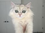 Scottish long hair female kitten - Scottish Straight Kitten For Sale - Hallandale&comma; FL&comma; US