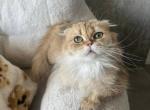 Scottish fold female cat - Scottish Fold Cat For Sale - Hallandale&comma; FL&comma; US