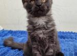 Black Smoke Maine coon - Maine Coon Kitten For Sale - Hallandale&comma; FL&comma; US
